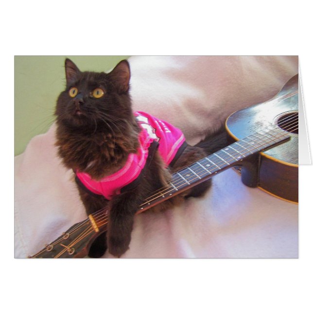 ACDCのワイシャツ猫 (正面横)