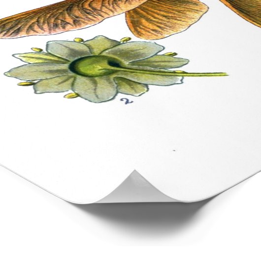 Acer platanoides (Norway Maple) ポスター (角)