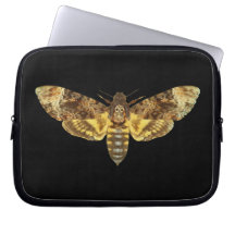 Acherontia Lachesis – 死の頭Hawkmoth