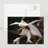 Acidantheraか孔雀のグラジオラス ポストカード (正面/裏面)