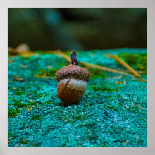 ACORNポスター ポスター (正面)