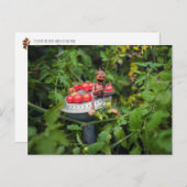 Acorn小妖精や小人ガーデナーとトマトポストカード ポストカード (正面/裏面)