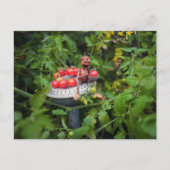 Acorn小妖精や小人ガーデナーとトマトポストカード ポストカード (正面)