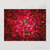 Acorn小妖精や小人美しいのバラはがき ポストカード (正面)