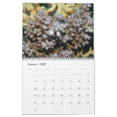 Acroporid Carls Wall Calendar by J.W.お父さん。 カレンダー (1月 2027)