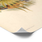 Actenoides Concretus Kingfisher Bird ポスター (角)