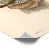 Actenoides Lindsayi Kingfisherヴィンテージ・バード ポスター (角)