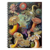 Actiniae by Ernst Haeckel Notebook ノートブック (正面)