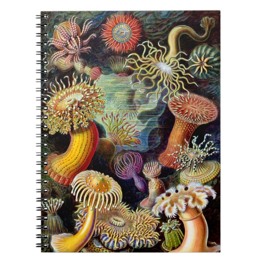 Actiniae by Ernst Haeckel Notebook ノートブック (正面)