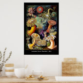 Actiniae by Ernst Haeckel Poster ポスター (キッチン)