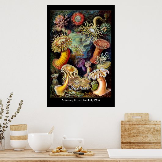 Actiniae by Ernst Haeckel Poster ポスター (キッチン)