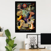 Actiniae by Ernst Haeckel Poster ポスター (ホームオフィス)