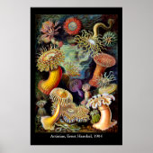 Actiniae by Ernst Haeckel Poster ポスター (正面)