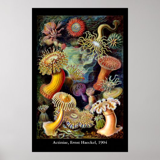 Actiniae by Ernst Haeckel Poster ポスター (正面)
