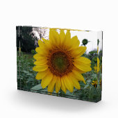 Add Sunshine with This Bold Sunflower Photo Block フォトブロック (右)
