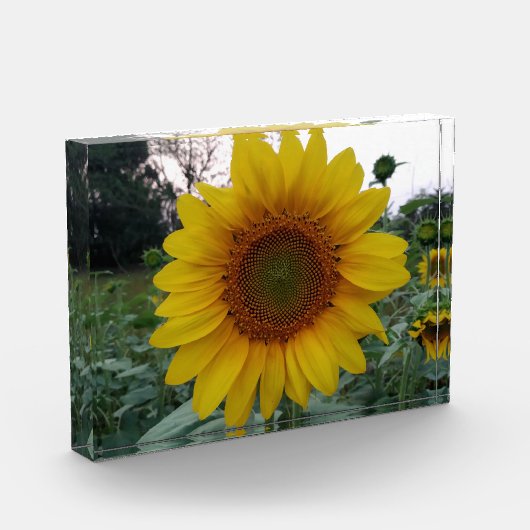 Add Sunshine with This Bold Sunflower Photo Block フォトブロック (左)
