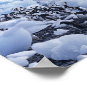 Adelie Penguins Pygoscelis adeliae （アデリーペンギンピゴスケリス ポスター (角)