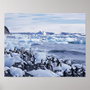 Adelie Penguins Pygoscelis adeliae （アデリーペンギンピゴスケリス ポスター
