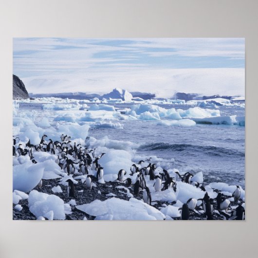 Adelie Penguins Pygoscelis adeliae （アデリーペンギンピゴスケリス ポスター (正面)