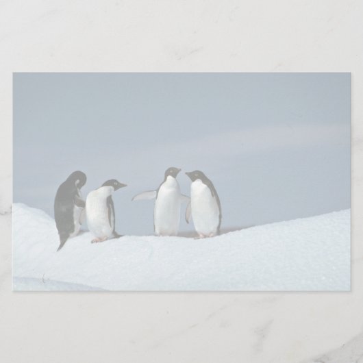 Adeliteのペンギン、南極大陸 便箋 (正面)