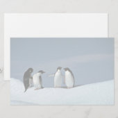 Adeliteのペンギン、南極大陸 便箋 (正面/裏面)