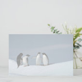 Adeliteのペンギン、南極大陸 便箋 (スタンド正面)