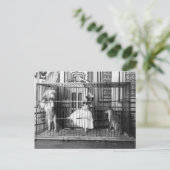 Adgieと彼女の訓練されたライオンズヴィンテージサーカス1897 ポストカード (スタンド正面)