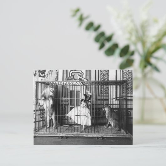 Adgieと彼女の訓練されたライオンズヴィンテージサーカス1897 ポストカード (スタンド正面)