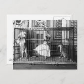 Adgieと彼女の訓練されたライオンズヴィンテージサーカス1897 ポストカード (正面/裏面)
