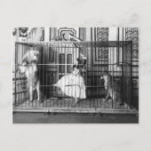 Adgieと彼女の訓練されたライオンズヴィンテージサーカス1897 ポストカード (正面)