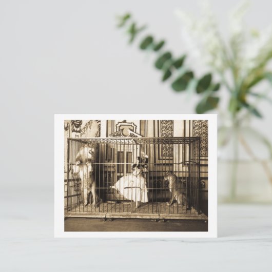 Adgieと彼女の訓練されたライオンズ1897 ポストカード (スタンド正面)