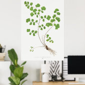 Adiantum Capillus-Veneris (Southern Maidenhair Fer ポスター (ホームオフィス)