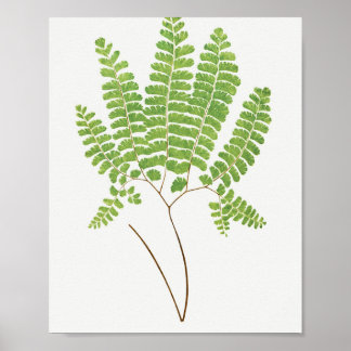Adiantum Pedatum (Northern Maidenhair Fern) from F ポスター