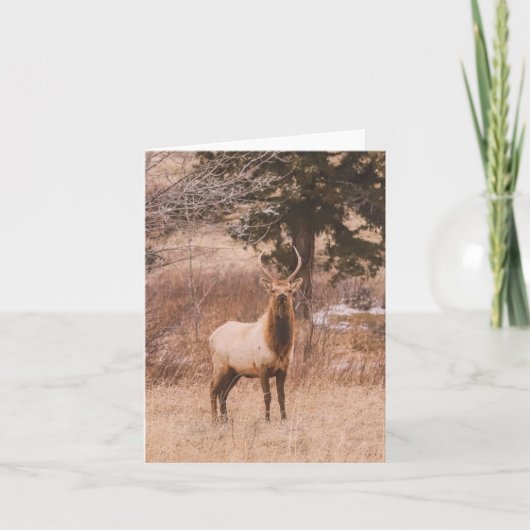 Adolescence - 4" x 5.6" Notecard シーズンカード (正面)