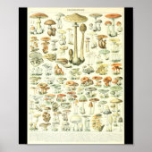 Adolphe Millot Champignon B Mushrooms Chart ポスター (正面)