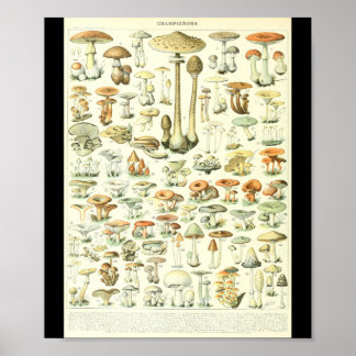 Adolphe Millot Champignon B Mushrooms Chart ポスター
