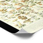 Adolphe Millot Champignon B Mushrooms Chart ポスター (角)