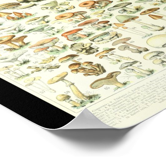 Adolphe Millot Champignon B Mushrooms Chart ポスター (角)