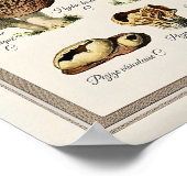 Adolphe Millot Mushroom Chart Print Vintage ポスター (角)