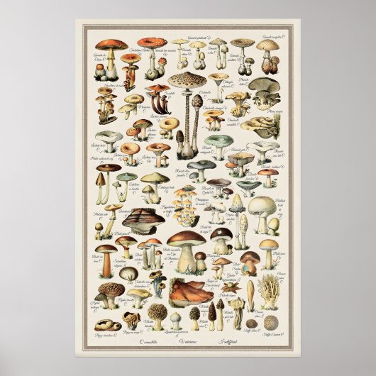 Adolphe Millot Mushroom Chart Print Vintage ポスター (正面)