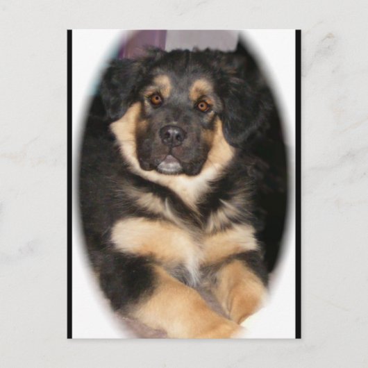 adoptable_GSD_mixはがき ポストカード (正面)