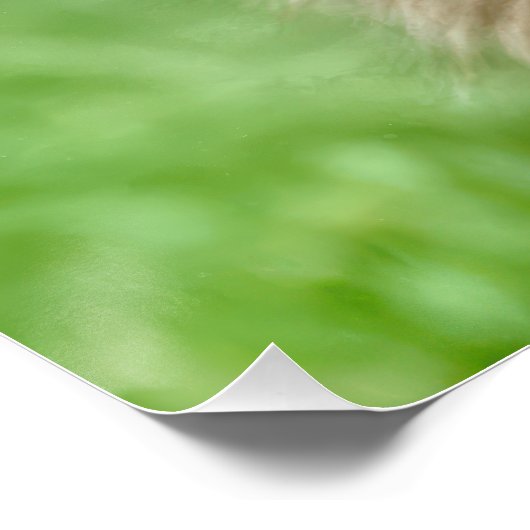 Adopted Scruffy Dog With Dog House ポスター (コーナー)