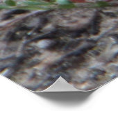 Adorable Australian Echidna ポスター (角)