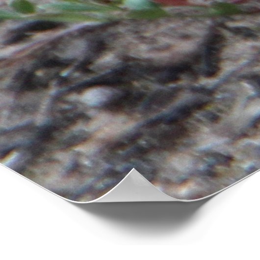 Adorable Australian Echidna ポスター (角)