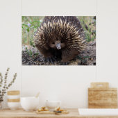 Adorable Australian Echidna ポスター (キッチン)