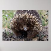 Adorable Australian Echidna ポスター (正面)