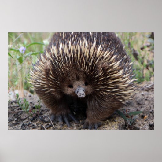 Adorable Australian Echidna ポスター (正面)