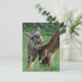 Adorable Baby Goat and Nubian Mother Goat Grazing ポストカード (スタンド正面)