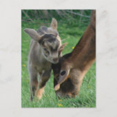 Adorable Baby Goat and Nubian Mother Goat Grazing ポストカード (正面)