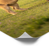 Adorable Baby Savanna Animals ポスター (角)